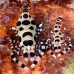 shrimp_coleman_bhr_tam_v_0347_bal6209.jpg